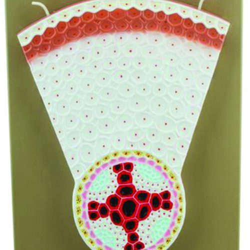 DICOT ROOT MODEL T.S.