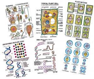 GENERAL BOTANY CHART I SET
