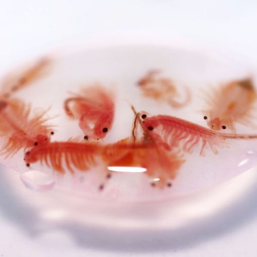 Brine Shrimp Eggs 60ml