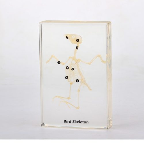Real Bird Skeleton Model