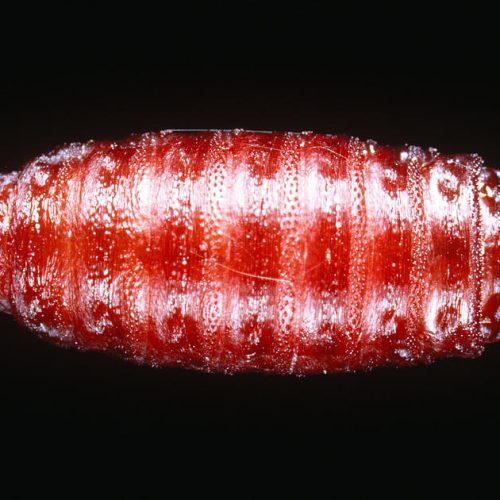 Blowfly Pupae Calliphora 100/Pack