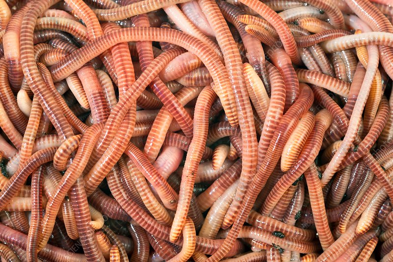 Brandling Worm Media 1kg