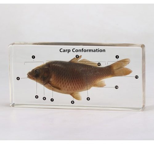 Carp Specimen Acrylic Block