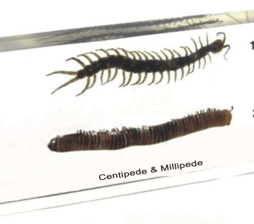 Plastic Embedded Centipede Millipede