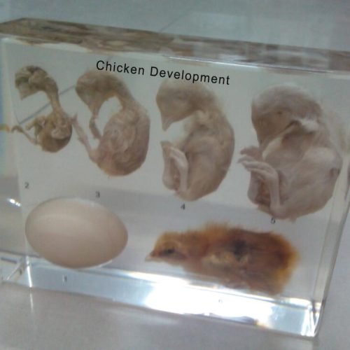 Chick Life Cycle Model