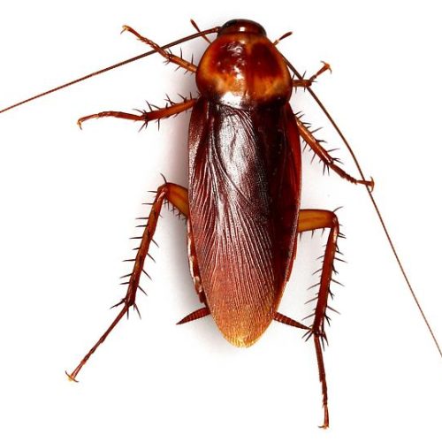 Cockroach Periplaneta Male 10/Pack