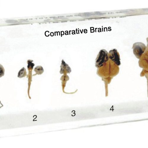 Comparative Brain Specimen 5pcs