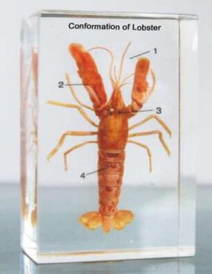 Lobster Specimen Acrylic Block