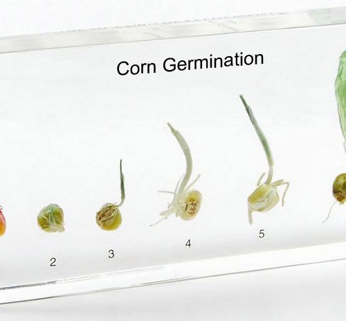 Corn Germination Acrylic Specimen