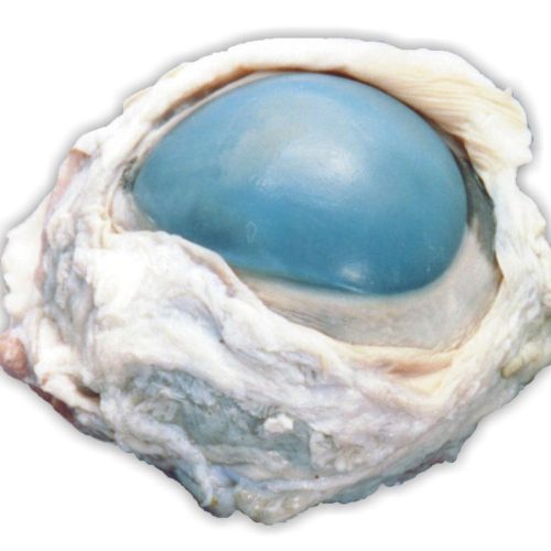 Preserved Cow Eyes Specimen