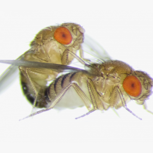 Drosophila Culture Kit 30/Stage