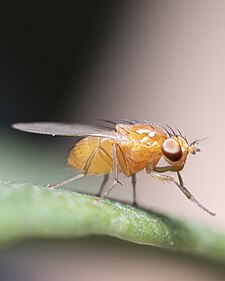 Fly Nap Kit 30/Stage