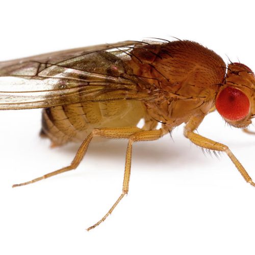 Live Drosophila Kit 30/Stage