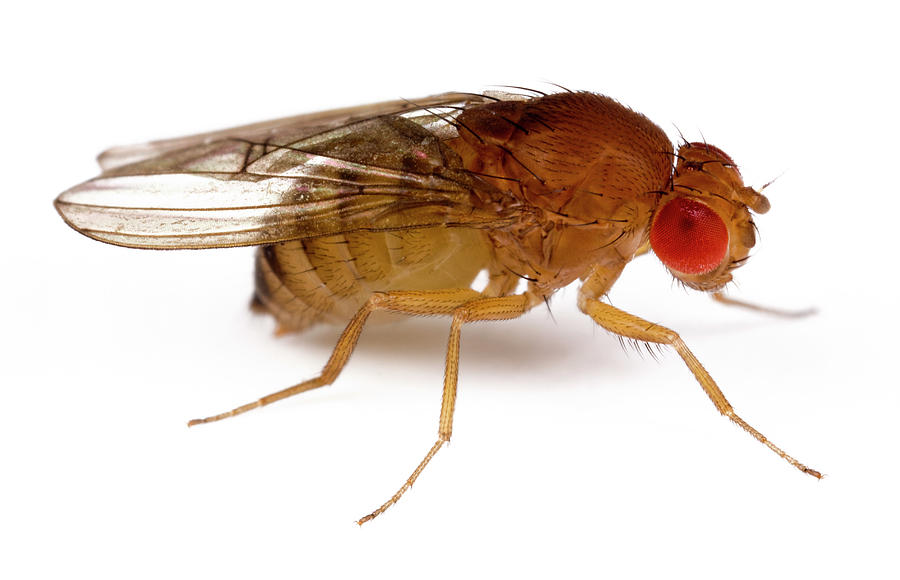 Live Drosophila Kit 30/Stage