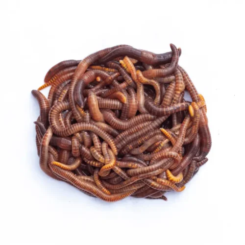 Dendrobena Feeder Worms 100/Pack