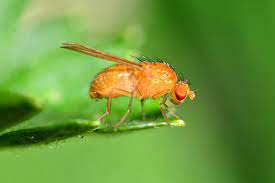 Drosophila Wild Type 30/Stage