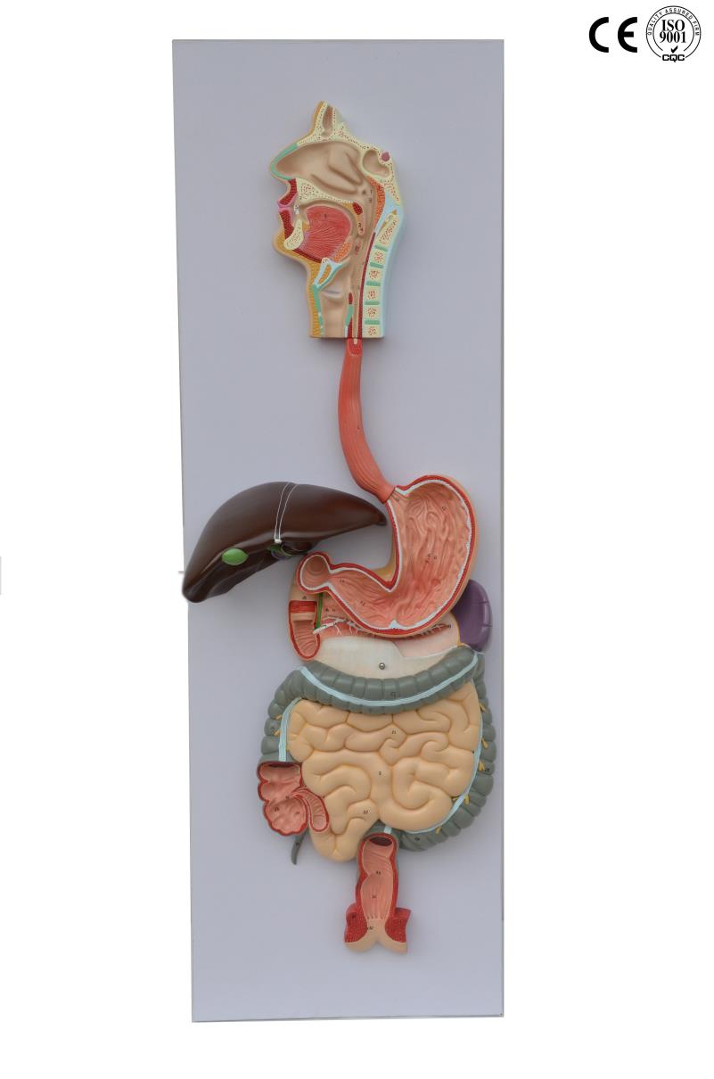HUMAN DIGESTIVE SYSTEM MODEL