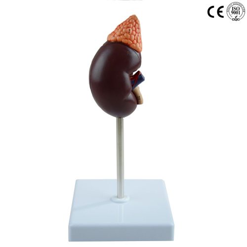 KIDNEY MODEL, LIFE SIZE