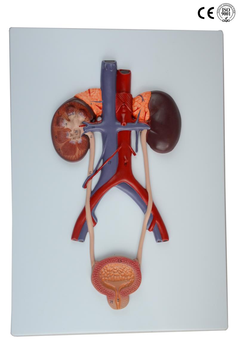 URINARY SYSTEM RELIEF MODEL
