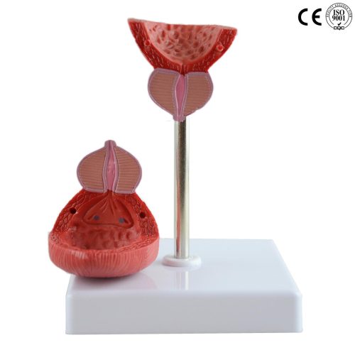 BLADDER MODEL