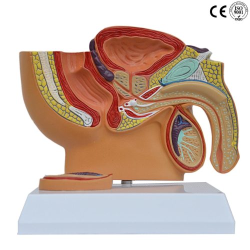 MALE PELVIS MODEL