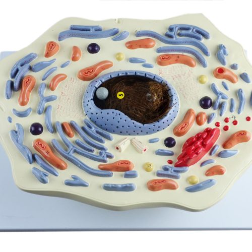 ANIMAL CELL MODEL,20000 TIMES ENLARGED