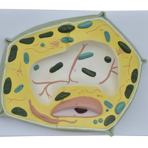 PLANT CELL MODEL,20000 TIMES ENLARGED
