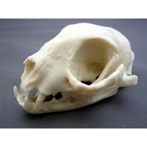 CAT SKULL, MODEL PLASTIC