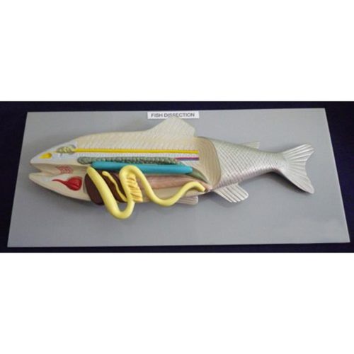 FISH MODEL