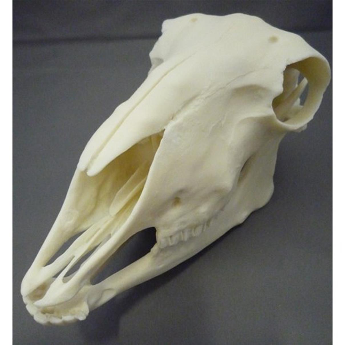 SHEEP SKULL MODEL, PLASTIC