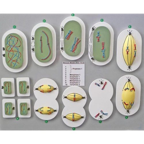 MEIOSIS (REDUCTION DIVISION) MODEL