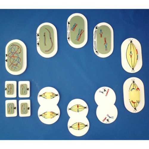 MEIOSIS,UNMOUNTED MODEL