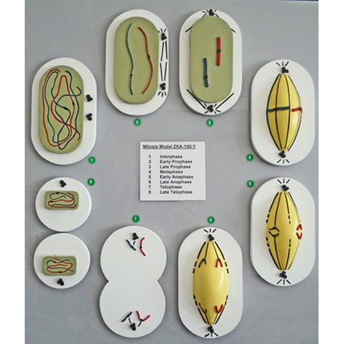 MITOSIS (MITOTIC CELL DIVISION)