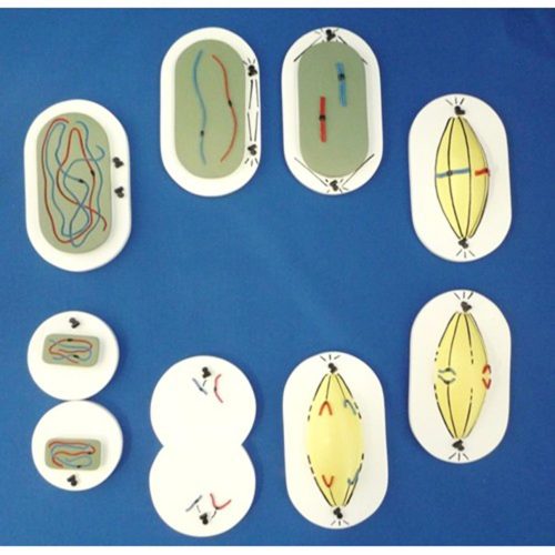 MITOSIS, UNMOUNTED MODEL