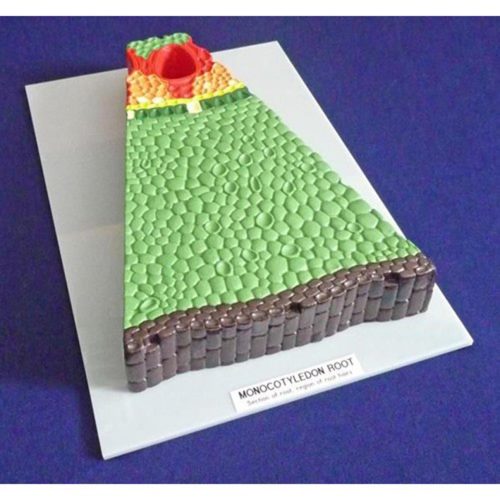 MONOCOT ROOT (IRIS) MODEL