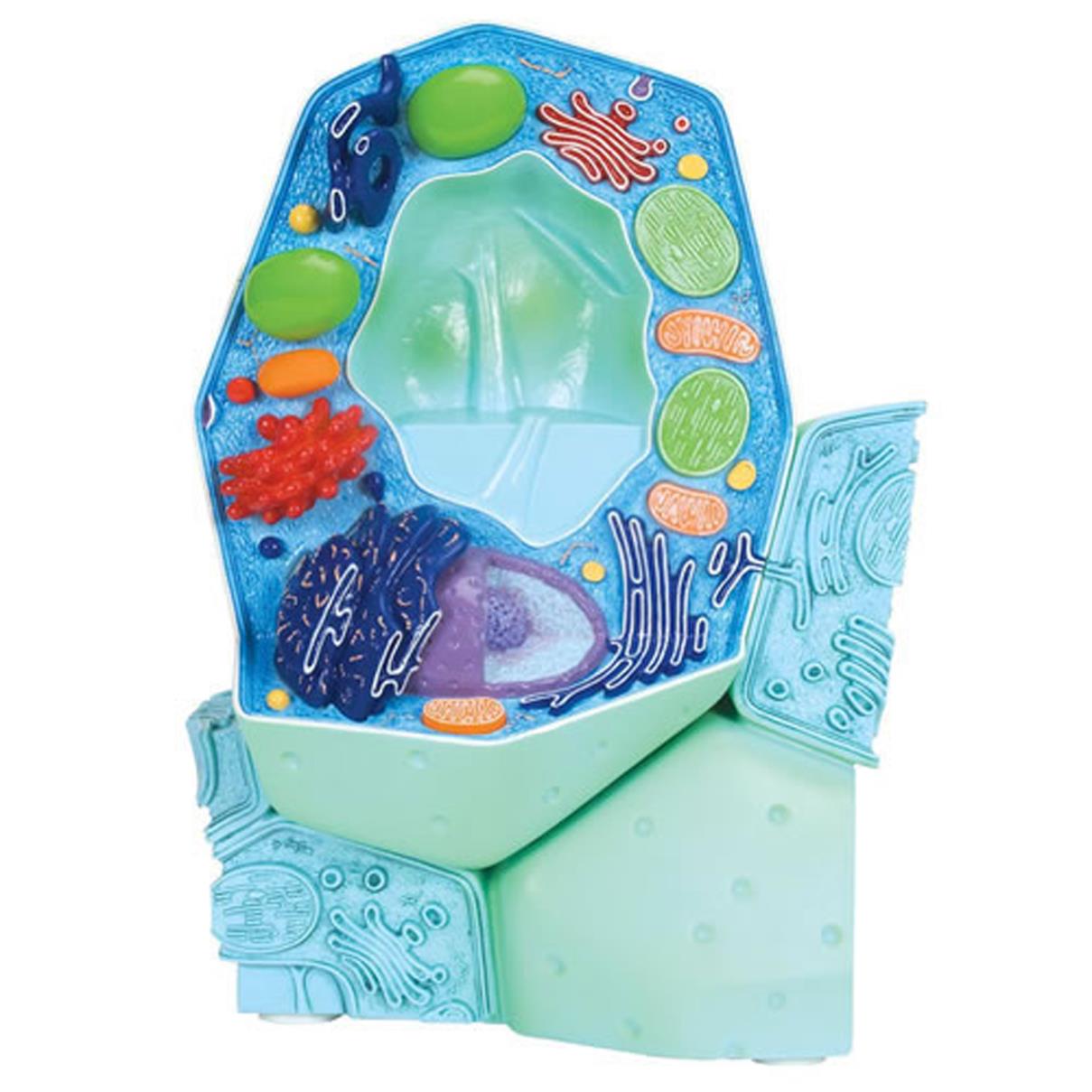 PLANT CELL MODEL