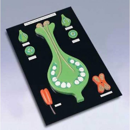 POLLINATION AND FERTILISATION MODEL