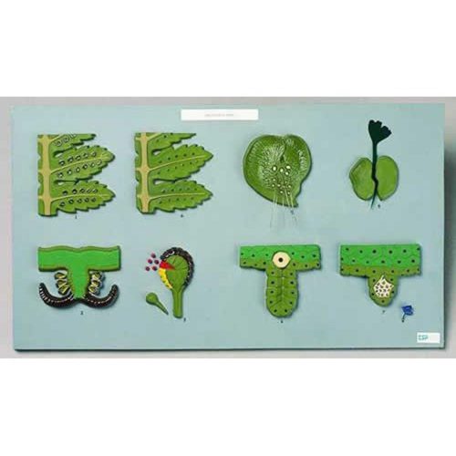 FERN LIFE CYCLE MODEL