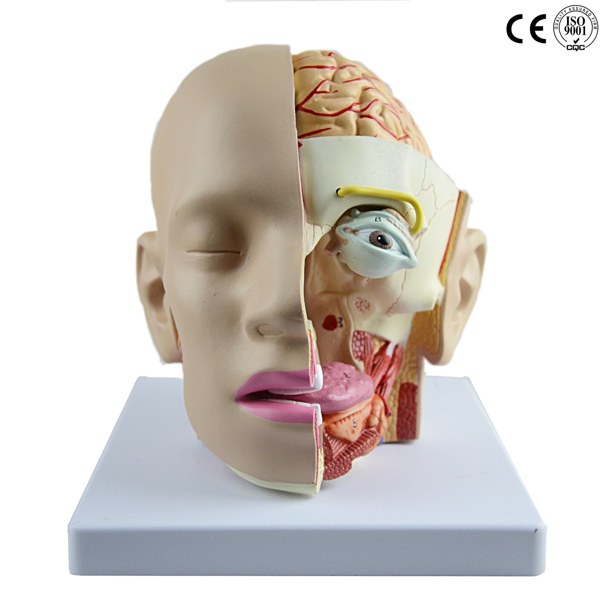 HEAD WITH BRAIN MODEL