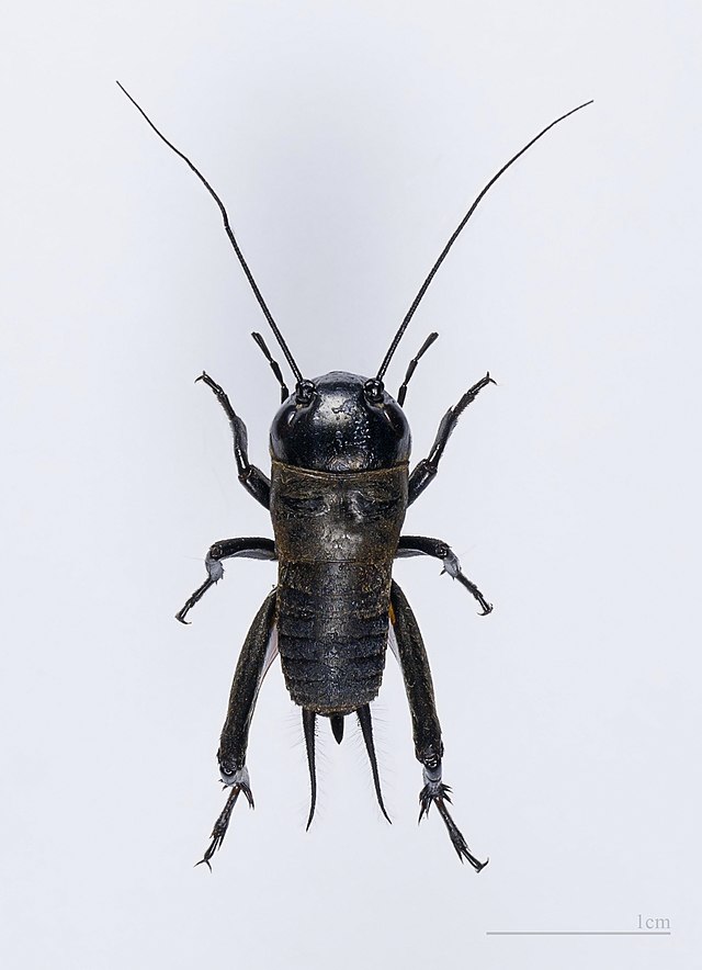 Educational Cricket Adults 100/Pack