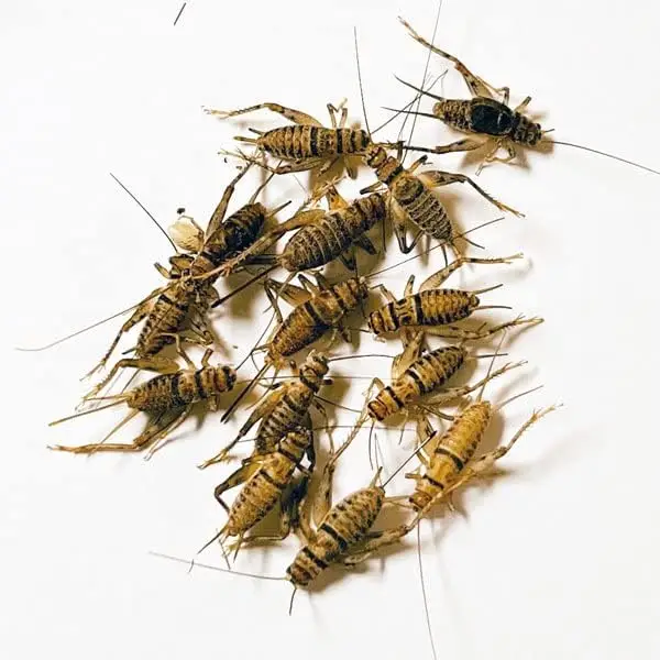 Educational Medium Crickets 100/Pack
