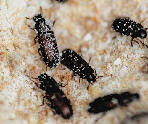 Flour Beetles Sooty-Type 100/Pack