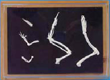 Natural Forelimb Skeleton Comparison