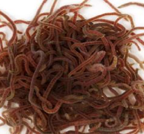 Freshwater Blackworm Specimens 100/Pack