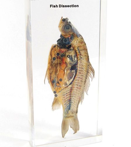 Dissected Fish Specimen In-Plastic
