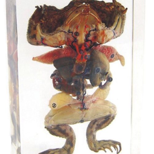 Frog Dissection Model Kit
