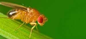 Fruit Flies Female Culture