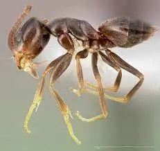 Preserved Garden Ants Specimen