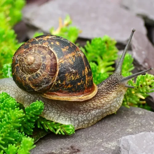 Garden Snail Helix 5/Pack