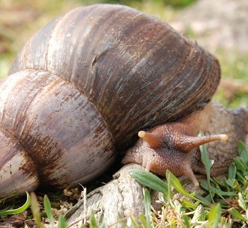 Giant African Snail 5/Pack
